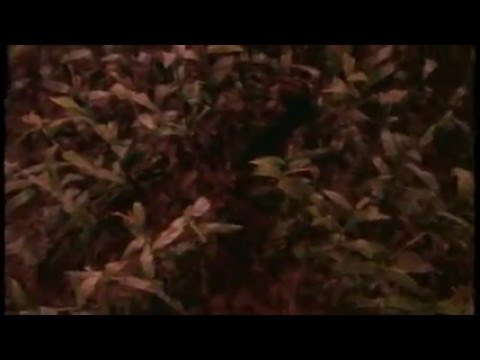 Trailer for Stephen King's The Stand