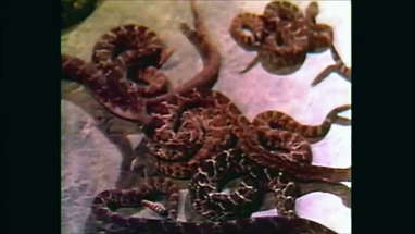 Rattlers (1976) - Trailer poster