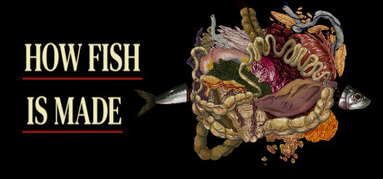 How Fish Is Made capsule