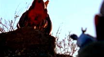 episode poster