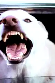 Man's Best Friend poster