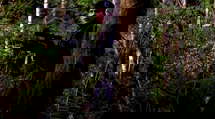 episode poster