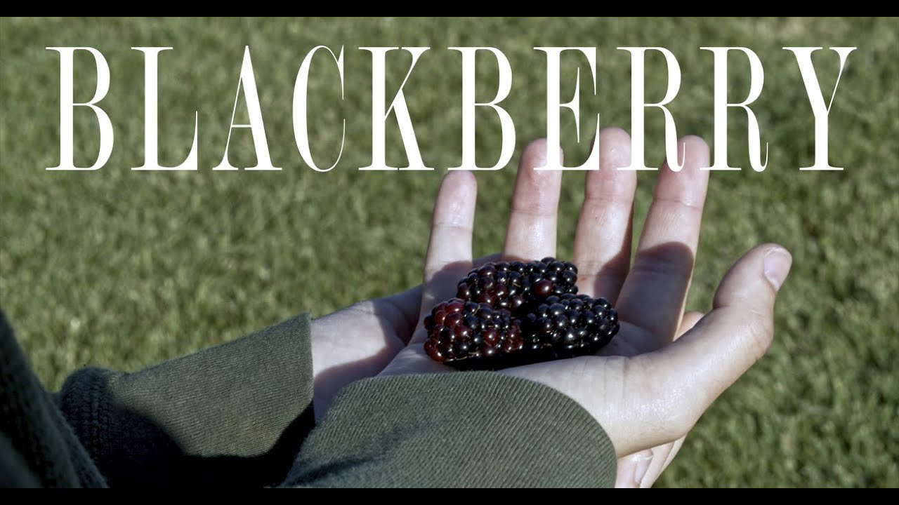 BLACKBERRY - A Short Film