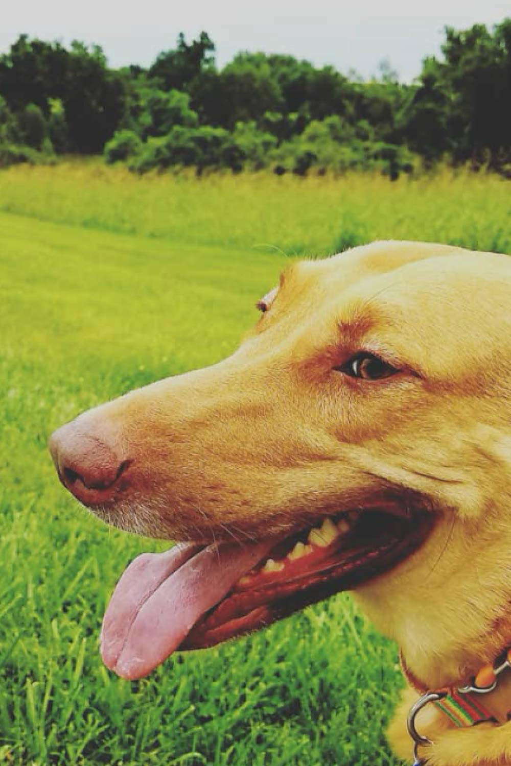 The Smile of a Dog poster