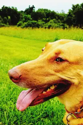 The Smile of a Dog poster