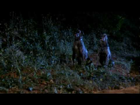 Poster for Dracula's Dog