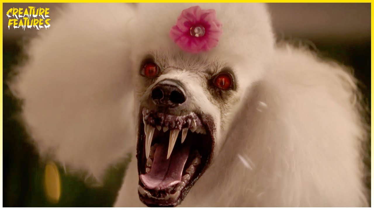 The Vampire Poodle