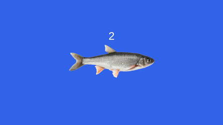 Fish screenshot 3
