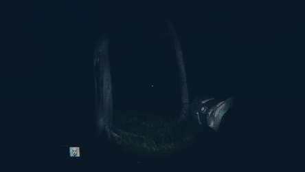 The Midnight Eater screenshot 1