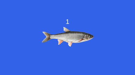 Fish screenshot 2