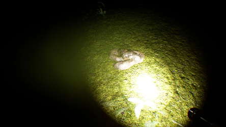 Search 4 Bigfoot screenshot 4
